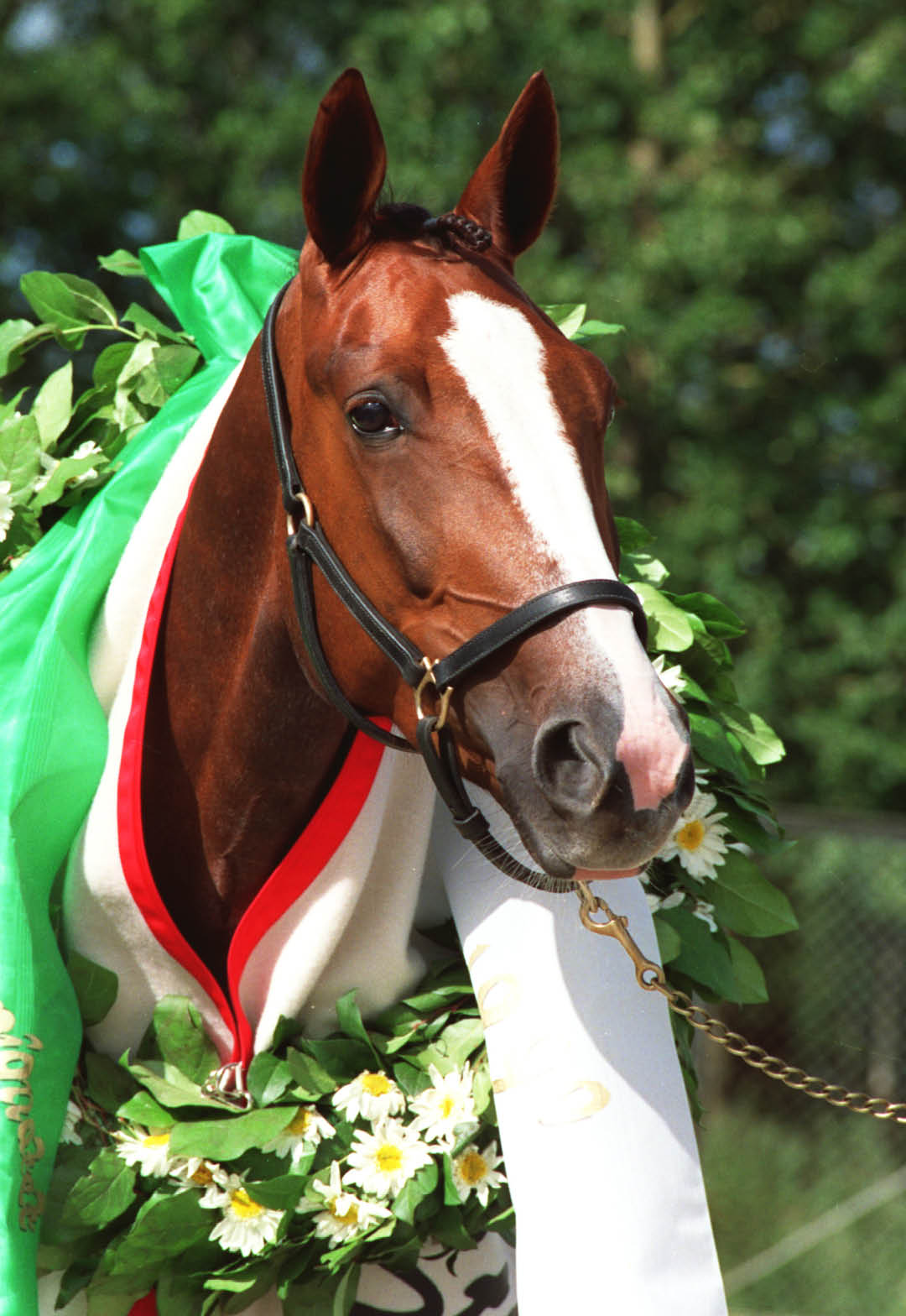 A horse wearing a green and white ceremonial blanket with a floral wreath around its neck stands outdoors with a bridle and lead rope. Description generated by AI