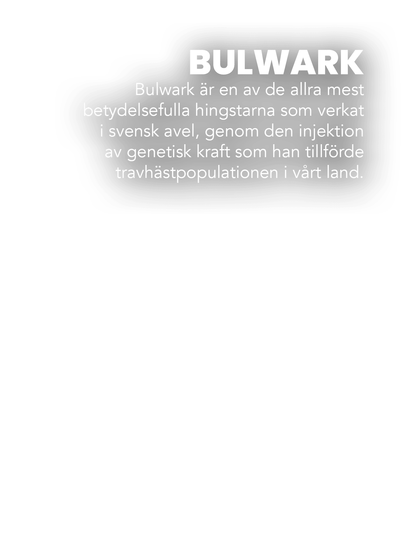 BULWARK Bulwark r en av de allra mest betydelsefulla hingstarna som verkat i svensk avel, genom den injektion av gen...