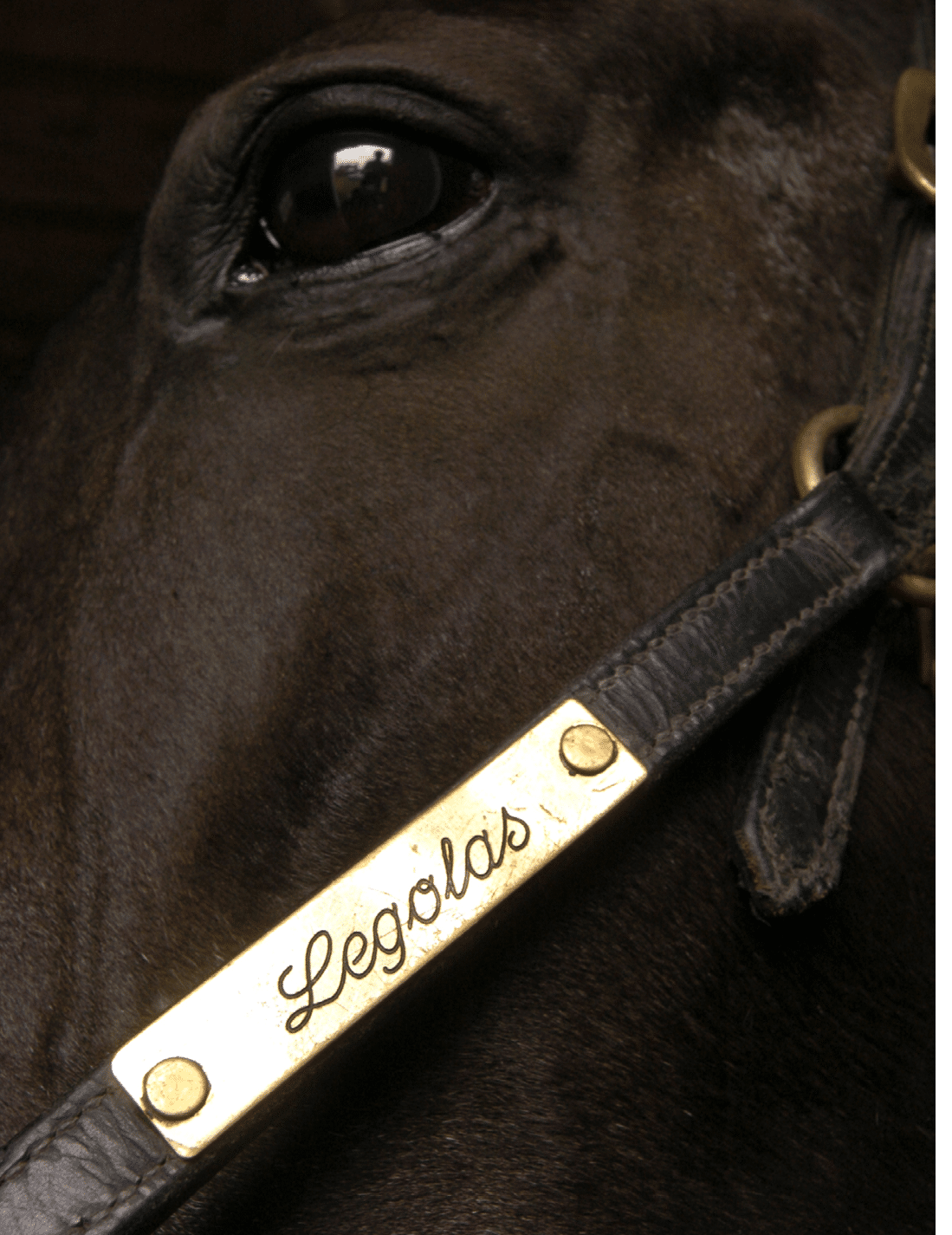 A close-up of a dark horse's face with a leather strap featuring a brass nameplate engraved with the word “Legolas." Description generated by AI