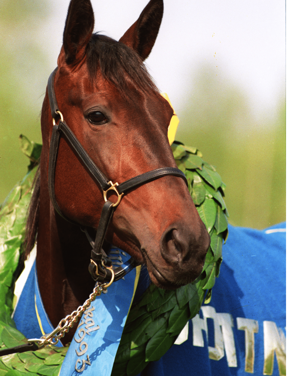 A brown horse wearing a blue blanket and a green leafy wreath around its neck is shown in a close-up profile view. Description generated by AI