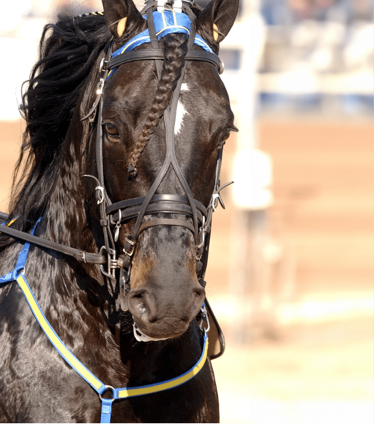 A dark horse with a braided mane is wearing a blue and yellow harness and a bridle. Description generated by AI