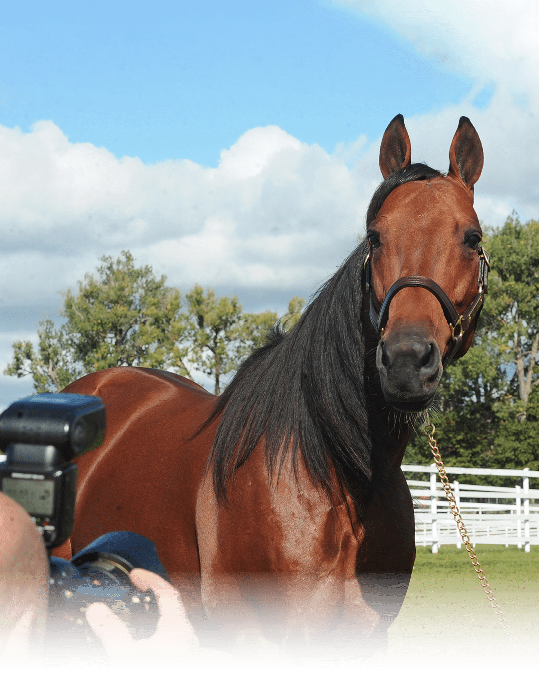 Close-up of a dark horse's mane with a blurred natural background. Description generated by AI