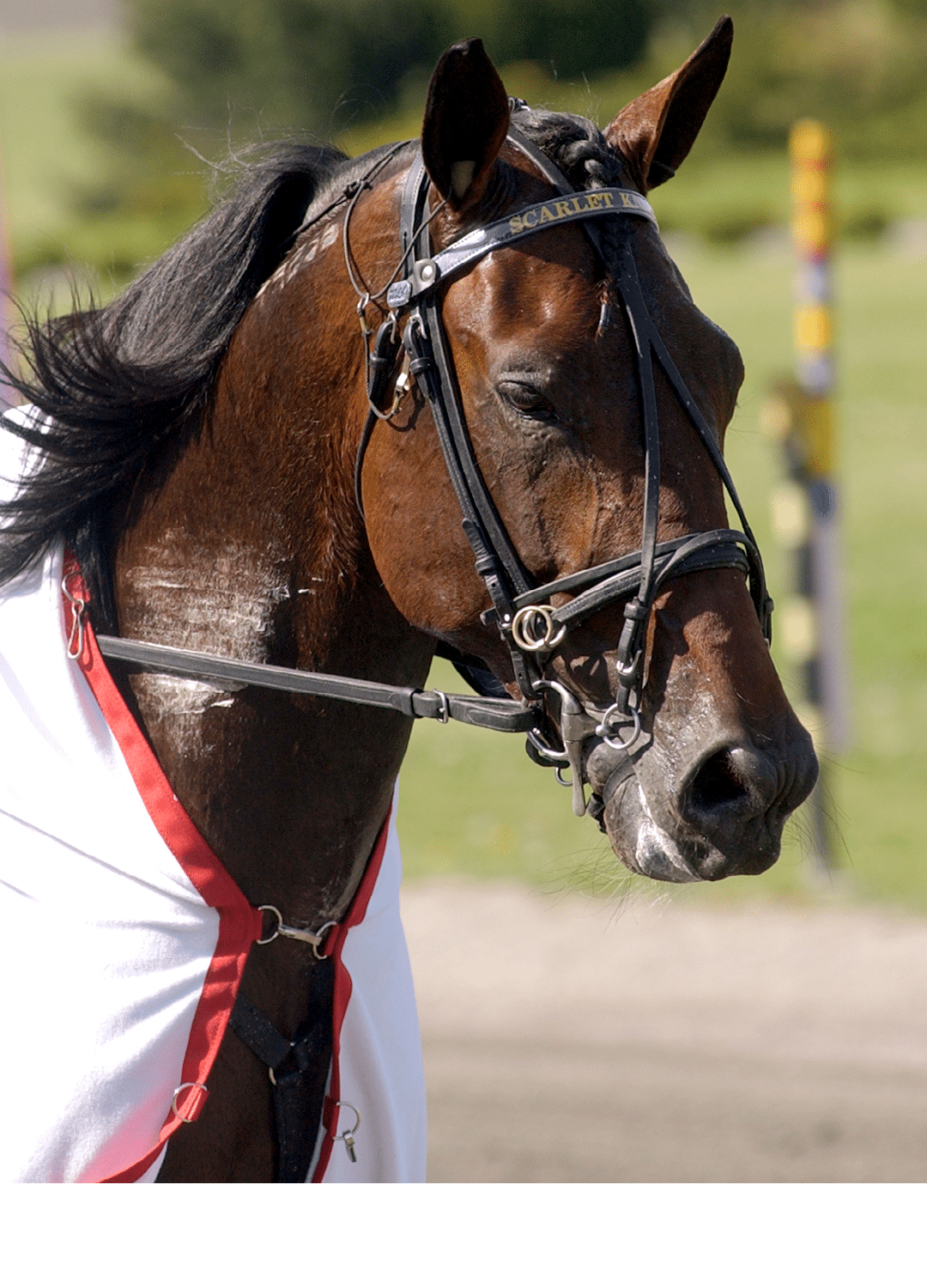 A brown horse wearing a white and red blanket and a bridle with the name “Scarlet" on the headband stands outdoors near a blurred background with a pole. Description generated by AI