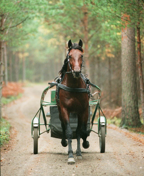 Fotograf: Referens:D1 Place:MENHAMMAR keywords:REPORTAGEBILDER