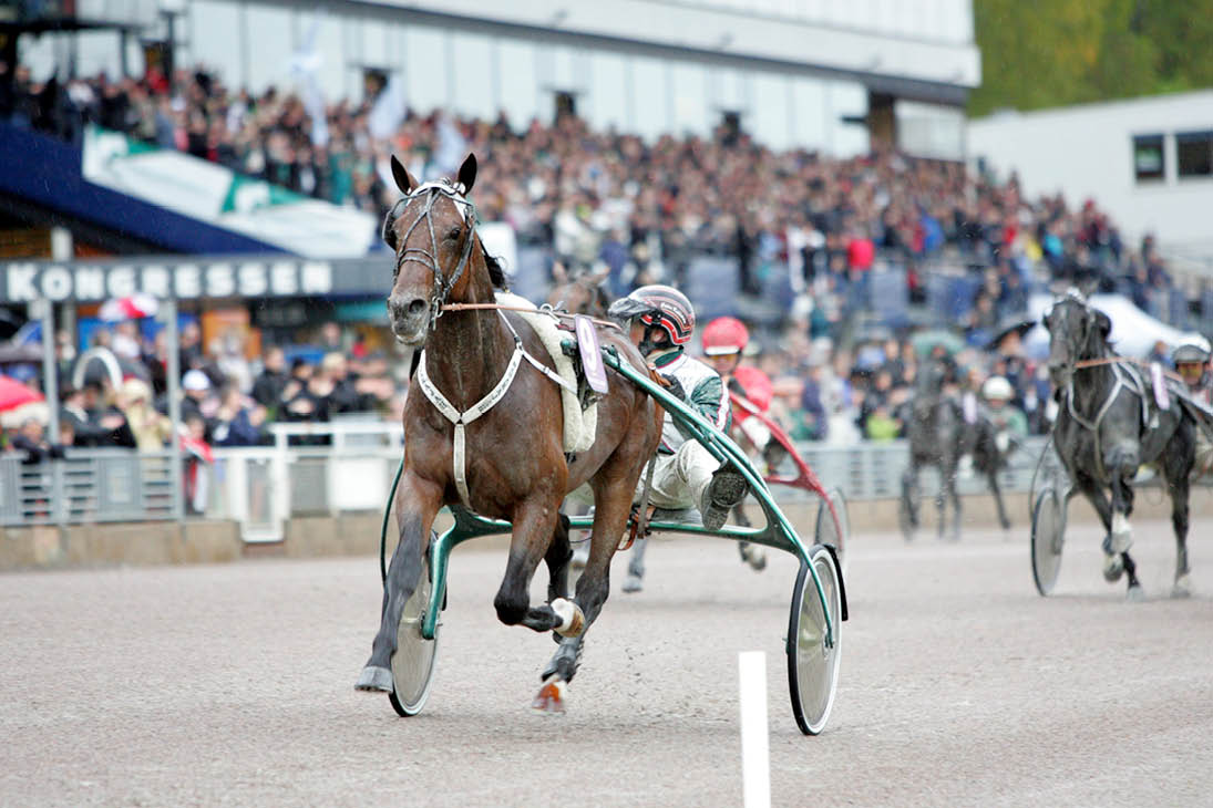 Maharajah med rjan Kihlstr m vinner Svenskt Travkriterium 2008. Foto: Anna Gerdmarker / TR Bild 